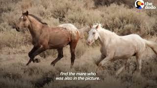 Mysterious New Horse meeting after he meets mare in the Ranch