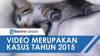 Baru-baru Ini Viral Video Anak Kucing Diinjak 3 Wanita hingga Mati Ternyata Terjadi Tahun 2015