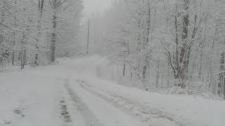 Dogs Adventuring in Snow