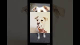 Рисунок  Портрет собаки #картина #рисунок #портрет #видеоуроки