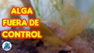 ALGA FUERA DE CONTROL EN ACUARIO DE AGUA DULCE