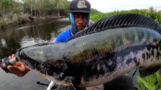 SUNGAI PEDALAMAN RIAU GUDANG NYA IKAN TOMAN DAN GABUS. MANCING CESTING TOMAN