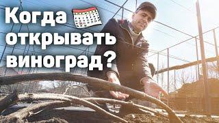 Когда открывать виноград?