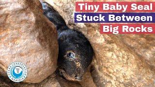 Tiny Baby Seal Stuck Between Big Rocks