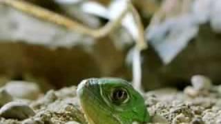 Green Iguana Documentry Part 1