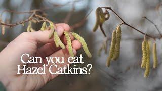 Foraging for Hazel Catkins  UK Wild Edibles