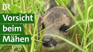 Tierschutz Wie kann man tierschonend Wiesen mähen?  Unser Land  BR Fernsehen