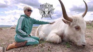 The TRUTH About the Star Yak Ranch