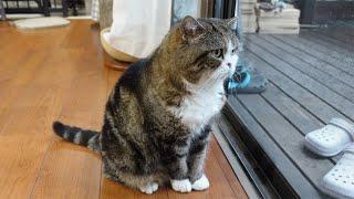 激しい雷雨を眺めるねこ。-Maru watches a violent thunderstorm.-