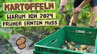 Warum du Kartoffeln 2024 früher ernten solltest wenn du diese Probleme hast - Knollenfäule im Boden