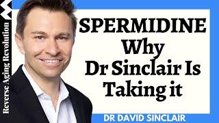 Spermidine - Why Dr David Sinclair Is Taking It?  Dr David Sinclair Interview Clips