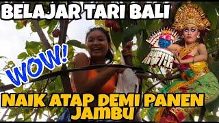 PANEN BUAH JAMBU AIR  SIMONTOK BAR-BAR LAGI DI POHON JAMBU