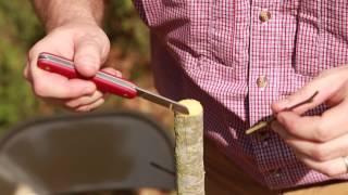Grafting Trees - How to Graft a Tree