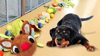 Letting Shelter Dogs Pick their Christmas Presents