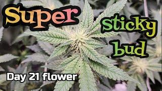 SUPER Sticky bud day 21 flower 2x2 grow tent update #FC3000