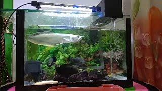 Kasih makan ikan Predator di aquarium kecil #1  arwana oscar leopart catfish palmas albino bawal