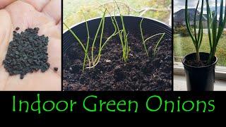 Growing Green Onions Indoors