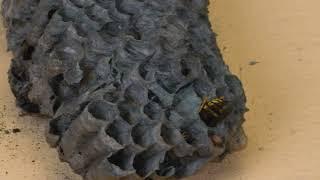 WASP SPIDER AND WASPS FROM THE WASP NEST Live feeding