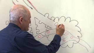 Respiratory System 4 Alveoli and gaseous exchange