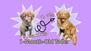 7 Month Old Nova Scotia Duck Tolling Retriever- Size Weight Successes and Struggles