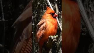 Northern Cardinal Singing  Bird