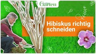 Hibiskus schneiden Wann und wie wird’s gemacht?