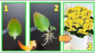 KALANCHOE ecco 2 trucchi infallibili per moltiplicarla e farla fiorire quando vuoi COLTIVAZIONE CURE