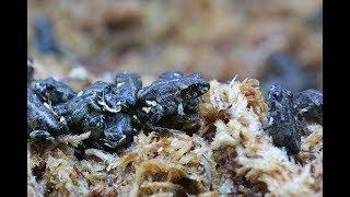 See How Denver Zoo is Saving the Boreal Toad