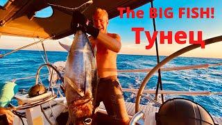 The Big Fish. Как мы поймали большого тунца