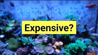 Are Reef Tanks REALLY Getting More Expensive? The Prestige Reef Dork Show Ep 19