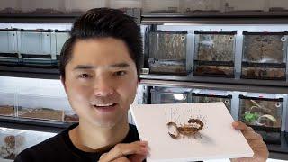 the whole process of making yellow fat tail scorpion specimens 康康做的第一个标本