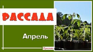 Рассада в апреле