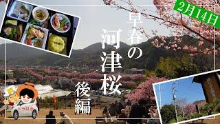 早春を告げる河津桜まつりの「河津桜」後編。「お花見弁当」で満腹となり踊り子温泉会館の温泉に癒され、絶景に感激。