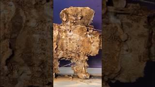 50 Years Underground Rusty Antique MEAT GRINDER Restoration - Disassembling #shorts #restoration