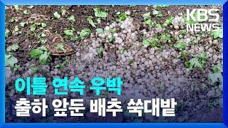 이틀 내리 우박에…쑥대밭된 고랭지 배추밭  KBS  2023.06.13.