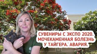 Сувениры с ЭКСПО 2020. Мочекаменная болезнь у кота. Авария. Жизнь в ОАЭ.