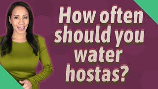 How often should you water hostas?