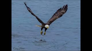 Bald Eagle grabbing midshipman fish from Hood Canal 11 May 2022