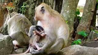 wow... Dont do That  So Worry with Eyes Brutus Jr baby monkeyYoung Mom Jill