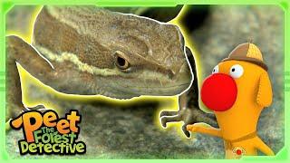 Giant Lizards Dropping Their Tails?  Animal Stories For Kids  Peet The Forest Detective