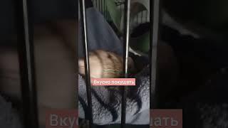 Какой талант есть у нашей Евы? #животные #rat #крыски #крыса #реки #animals #pets #cute #dearfriend