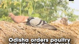 Odisha orders poultry cull after bird flu outbreak - ANI News