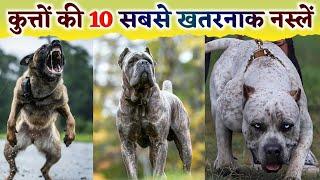 Top 10 Most Dangerous Dog Breeds in the World  दुनिया के 10 सबसे खतरनाक नस्ल के कुत्ते