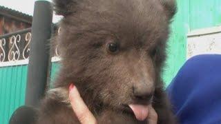 CUTE Orphaned bear cub adopted by Russian family
