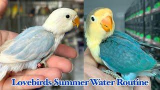 Birds Summer Water Routine