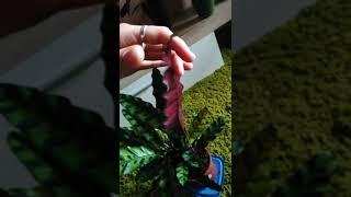 Калатея Лансифолия  Calathea Lancifolia  марантовые