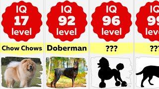 Comparison Smartest Dog Breeds Ranking  Most Intelligent Dog Breeds In The World