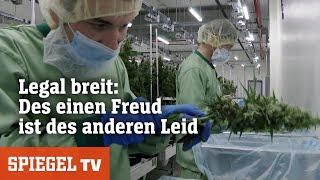 Kontroverse Cannabis – Der Kampf ums Kiffen  SPIEGEL TV