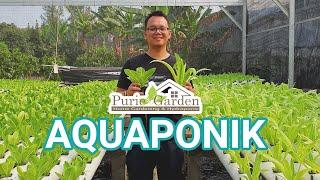 MENANAM SAYURAN DENGAN CARA AQUAPONIK  AKUAPONIK