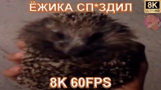 ЁЖИКА СП*ЗДИЛ 8K 60FPS